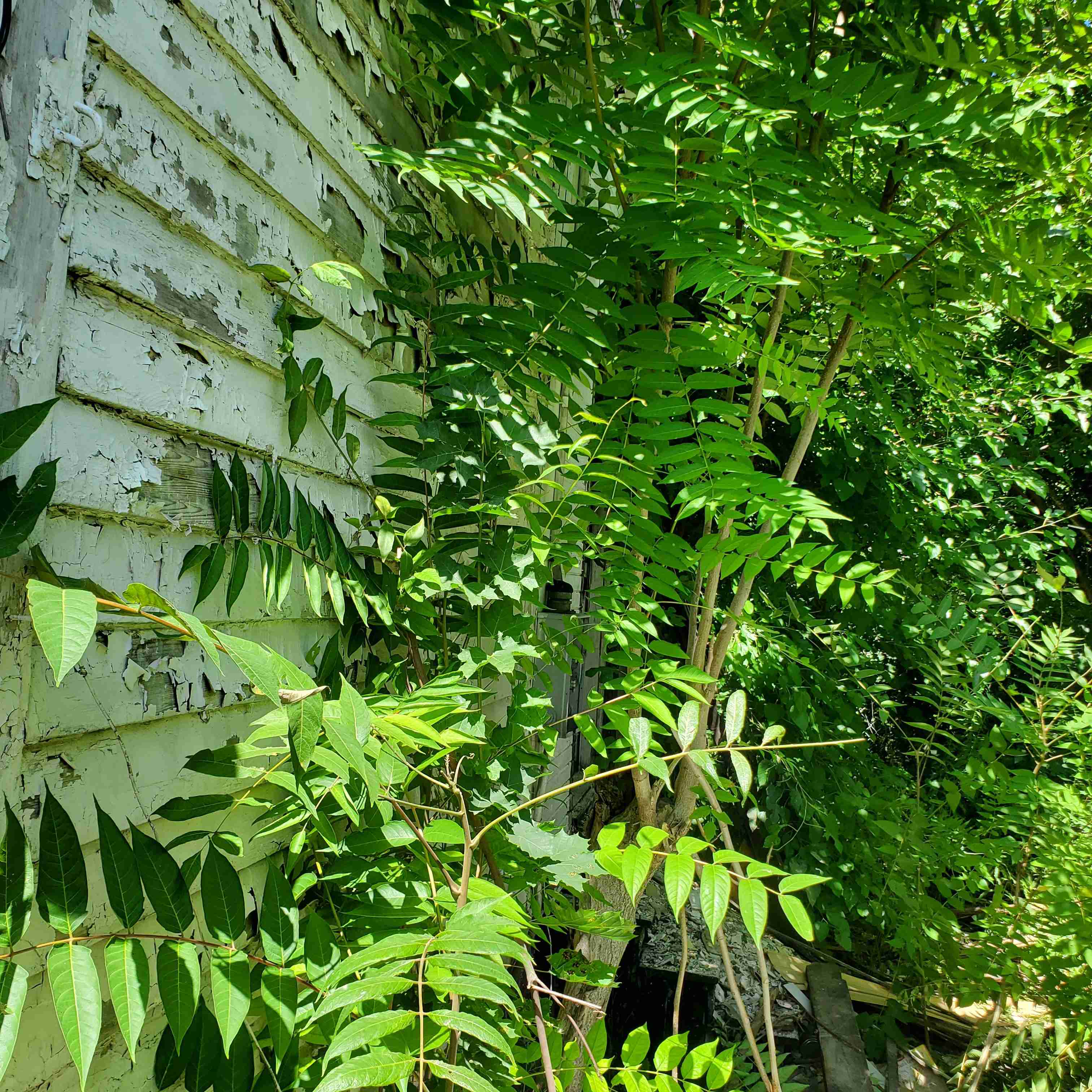 20200812_125205 (2).jpg